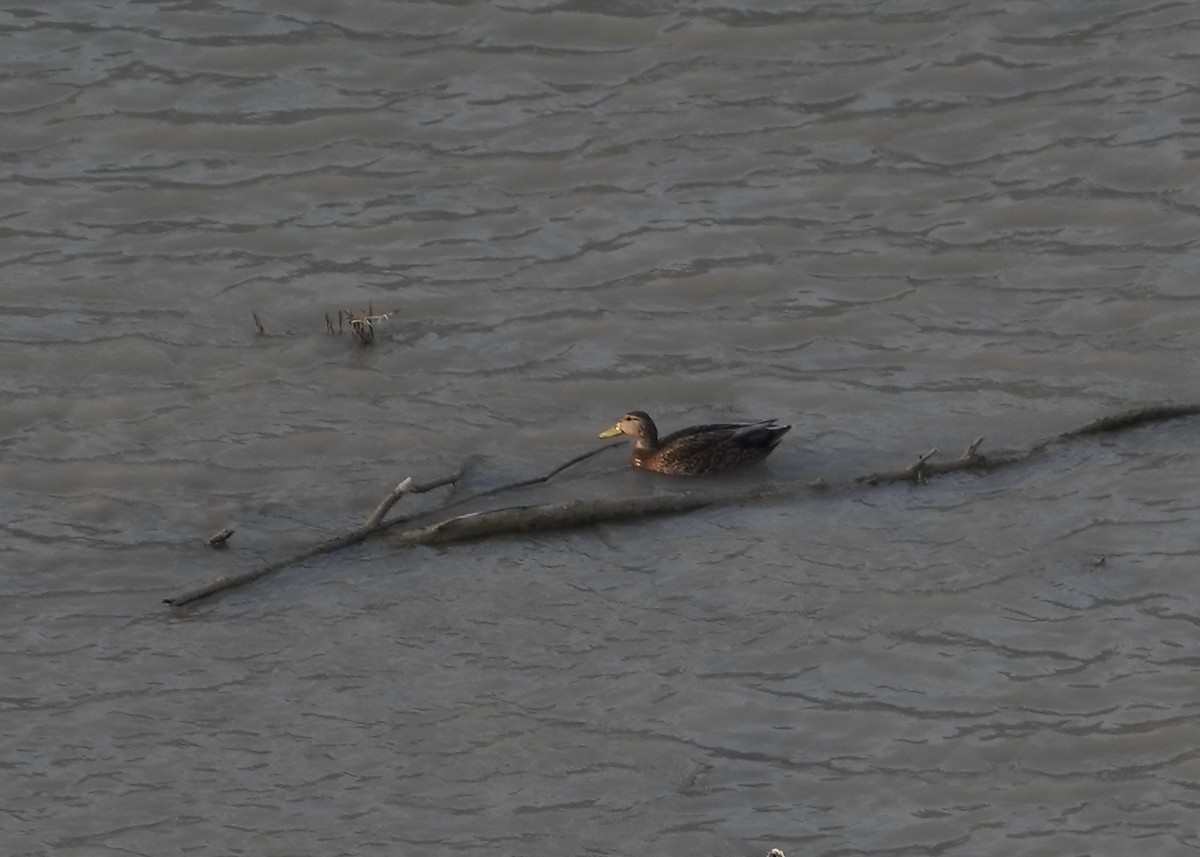 Mexican Duck - ML631598236