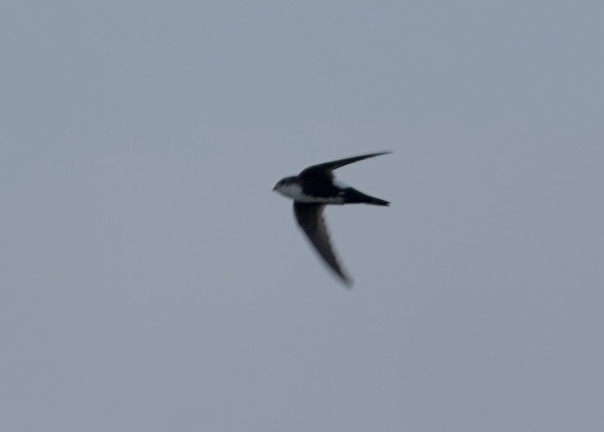 White-throated Swift - ML631598239