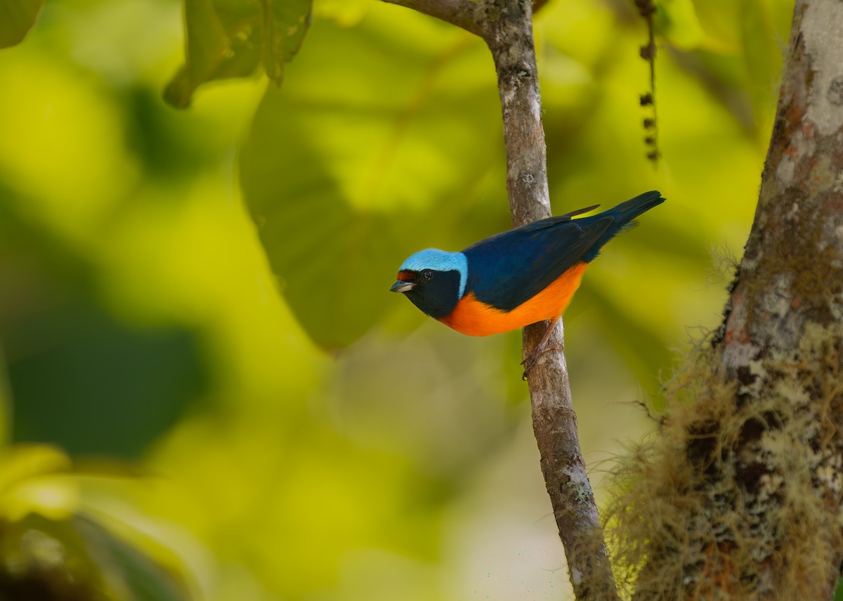 ルリゴシサンショクフウキンチョウ - ML631598468