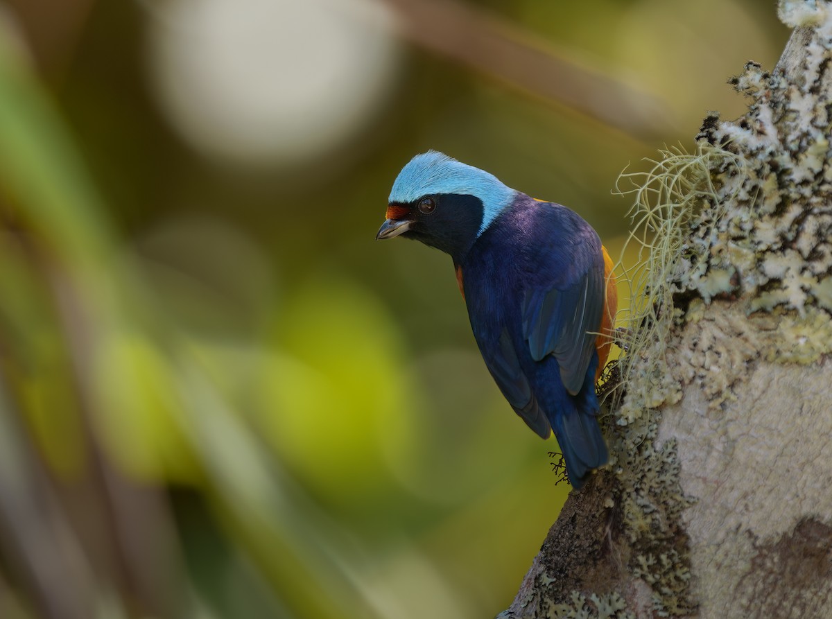 ルリゴシサンショクフウキンチョウ - ML631598470