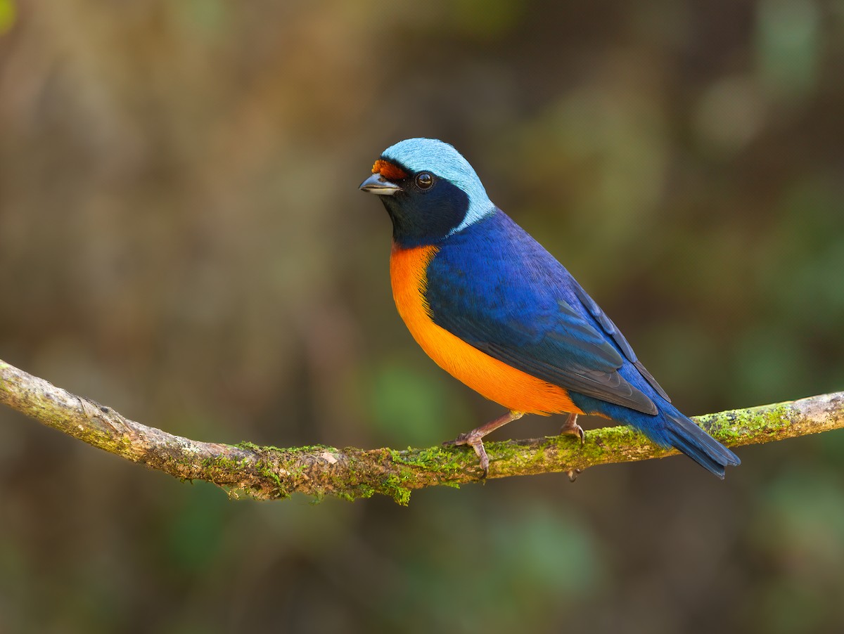 ルリゴシサンショクフウキンチョウ - ML631598471