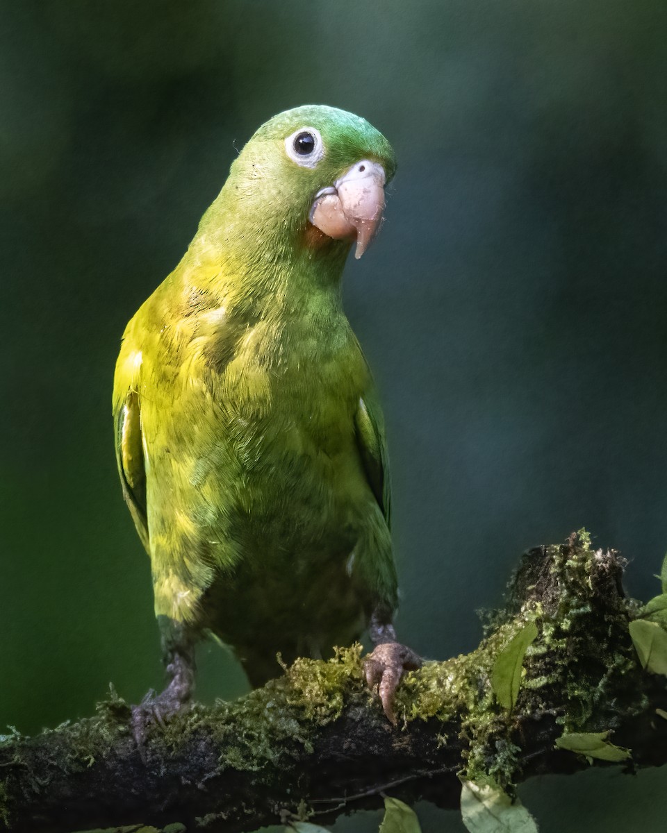 Orange-chinned Parakeet - ML631598524