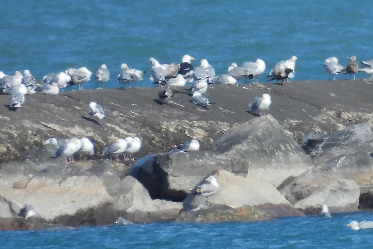 racek mořský - ML631598665