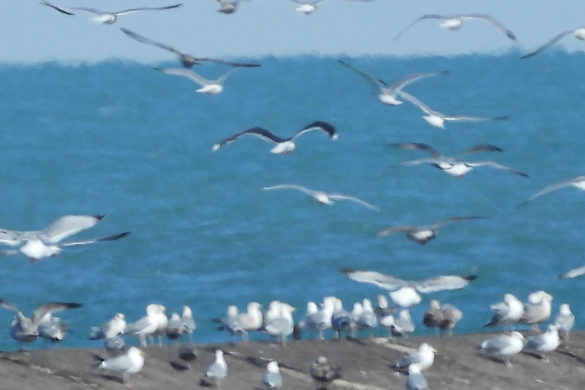 racek mořský - ML631598667