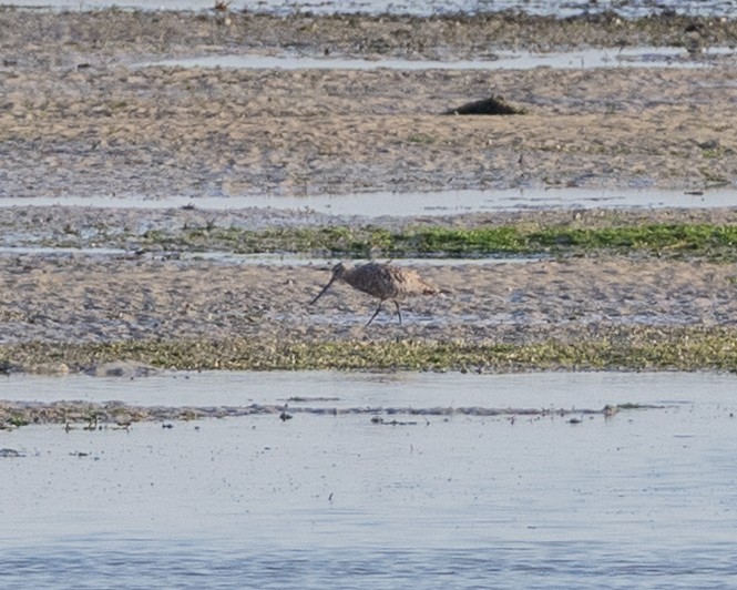 Bar-tailed Godwit - ML631598789