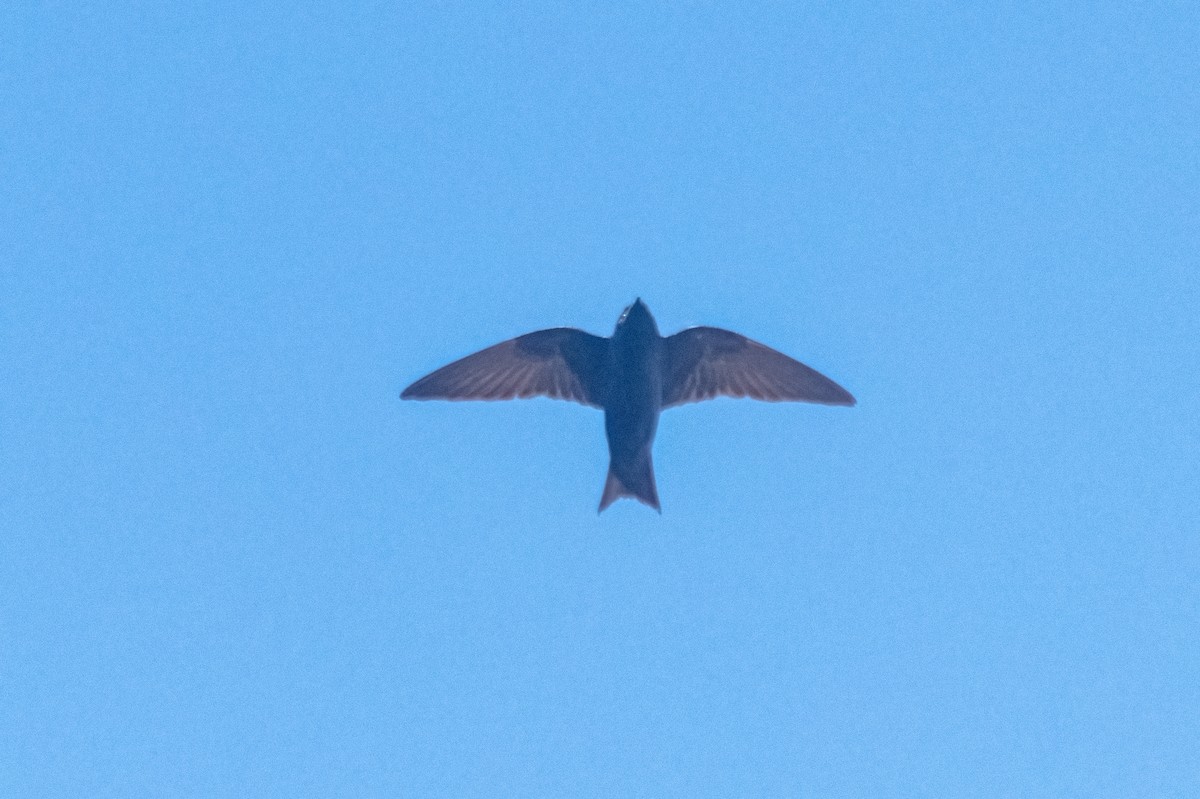 Purple Martin - ML631598816