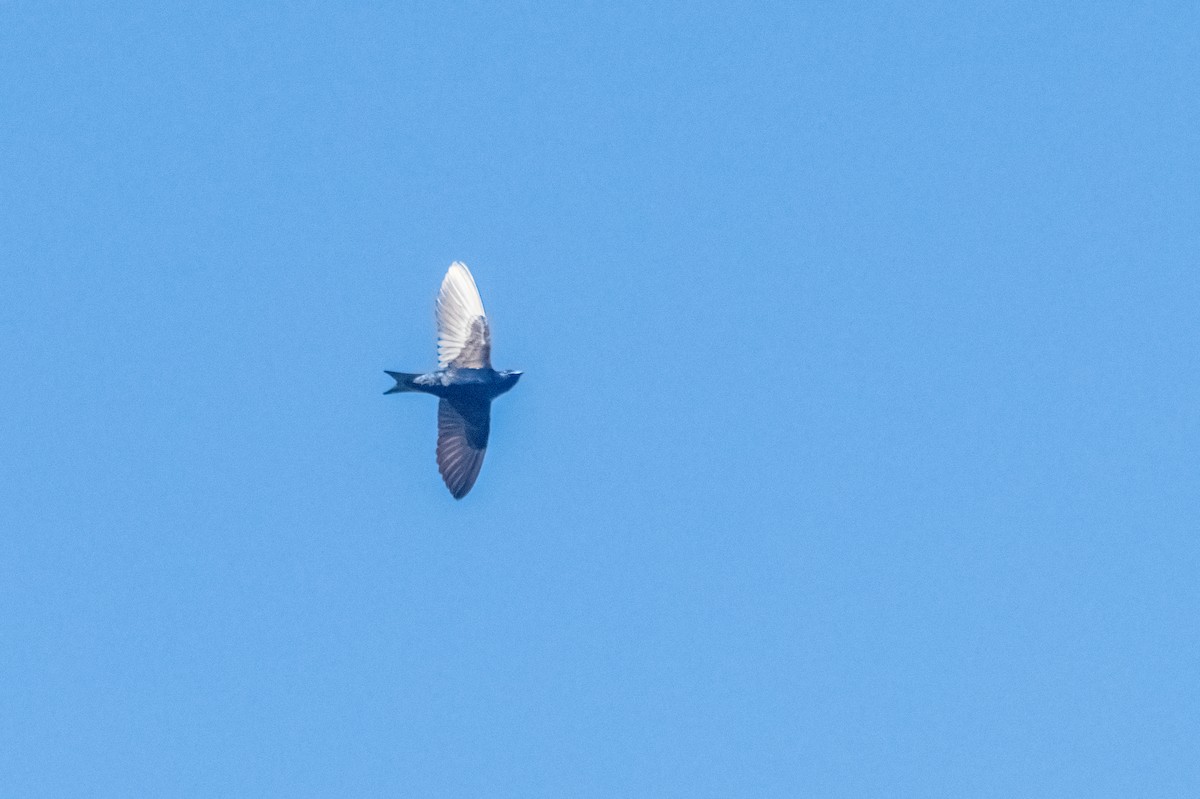 Purple Martin - ML631598821