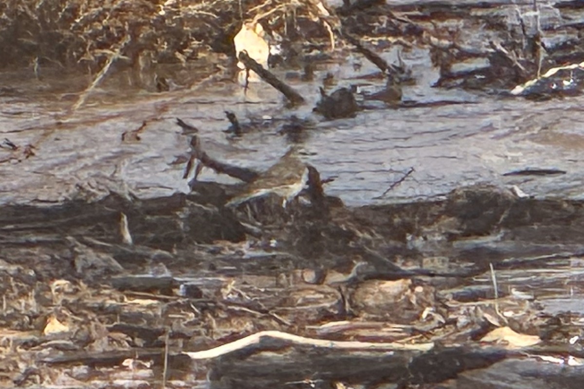 American Pipit - ML631598835