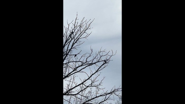 Red-winged Blackbird - ML631598882