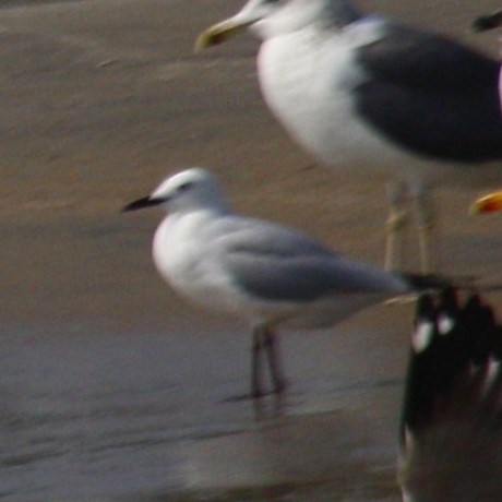 Slender-billed Gull - ML631598950