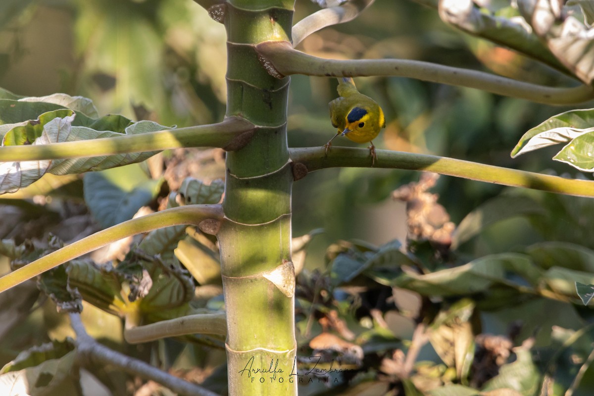 Wilson's Warbler - ML631599203