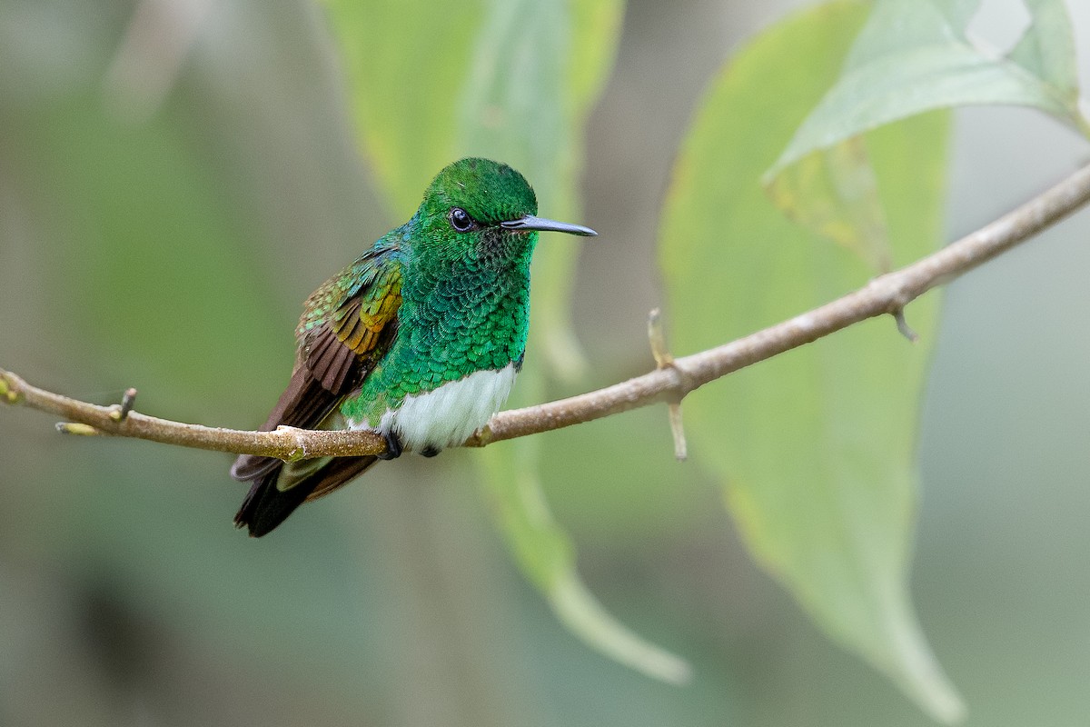 Snowy-bellied Hummingbird - ML631599448