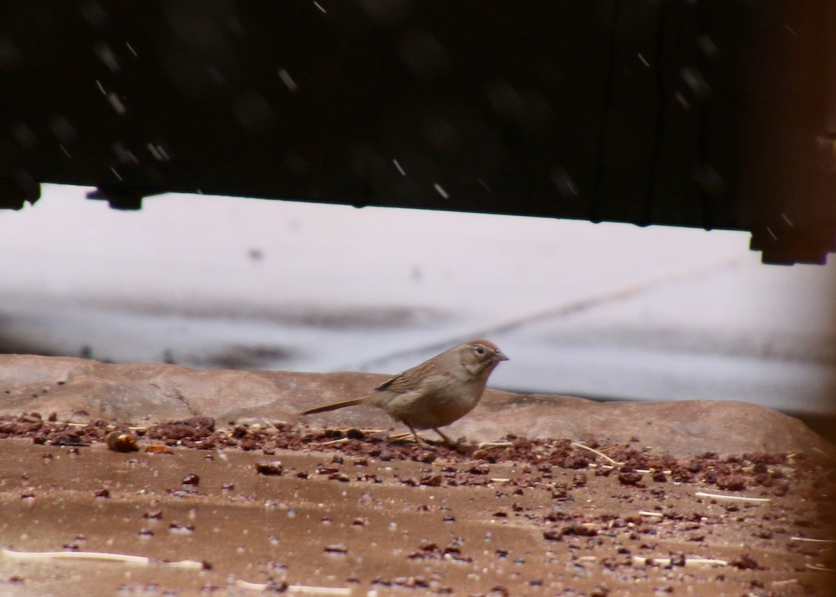 Rufous-crowned Sparrow - ML631599450