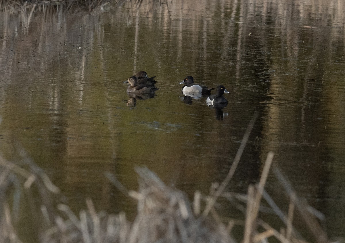 クビワキンクロ - ML631599590