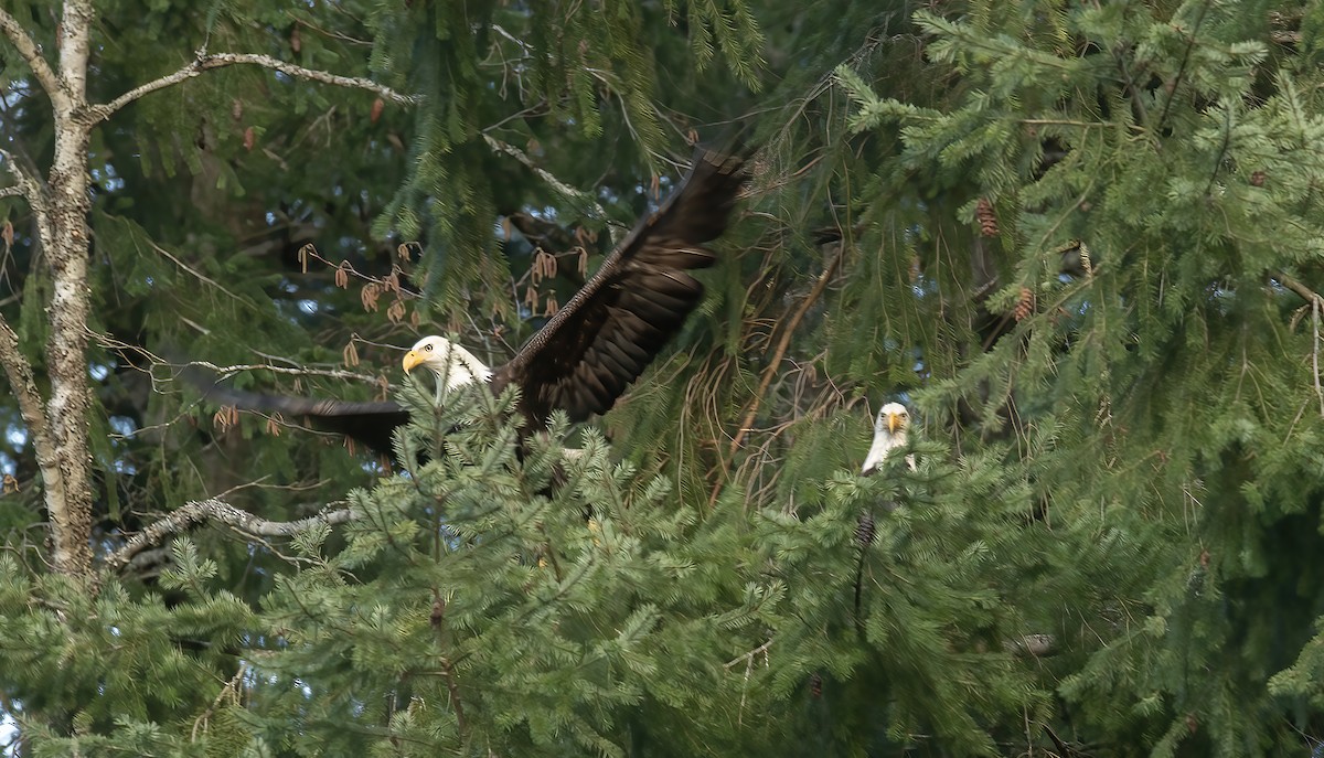 ハクトウワシ - ML631599607