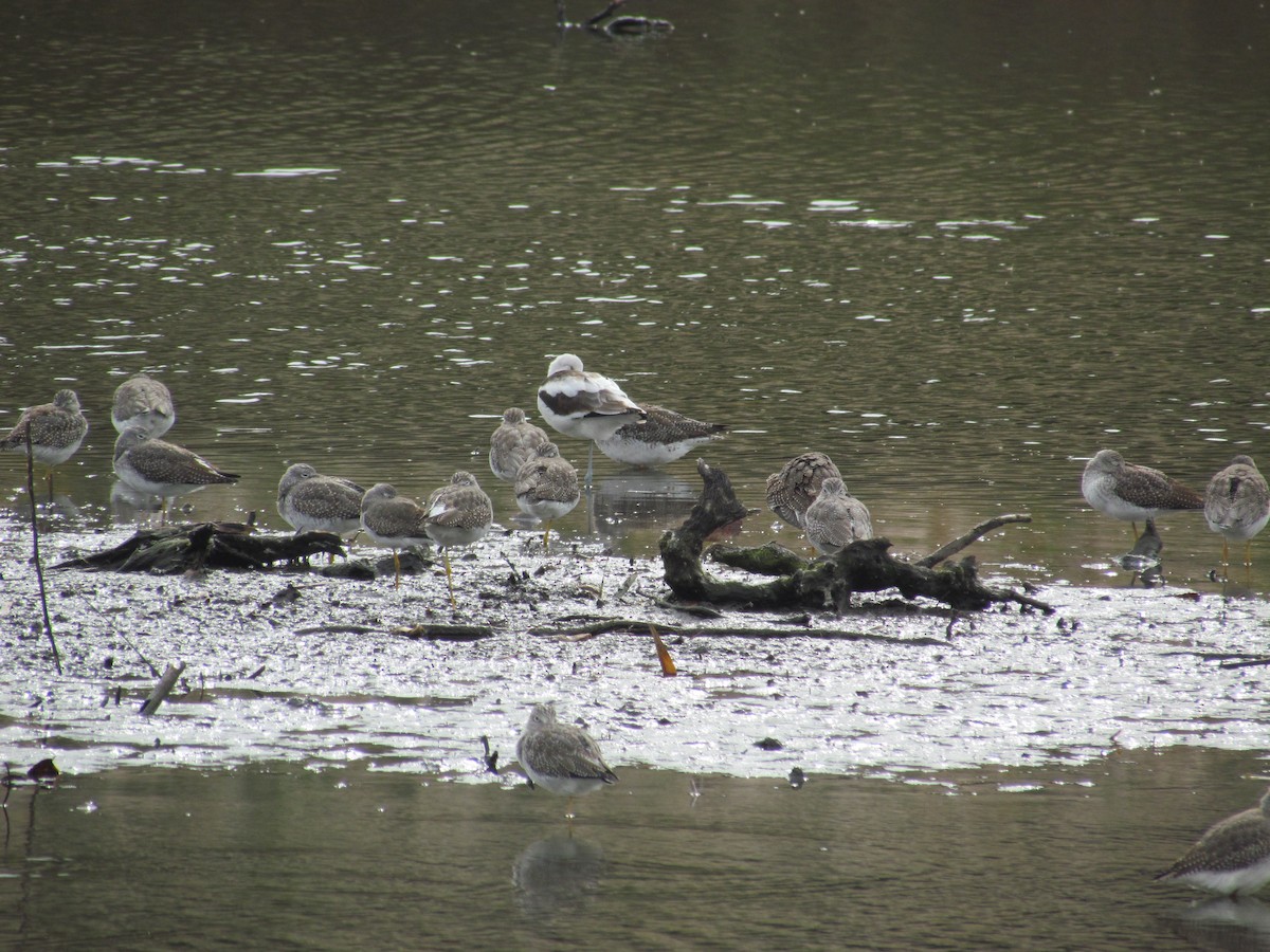 American Avocet - ML631599619