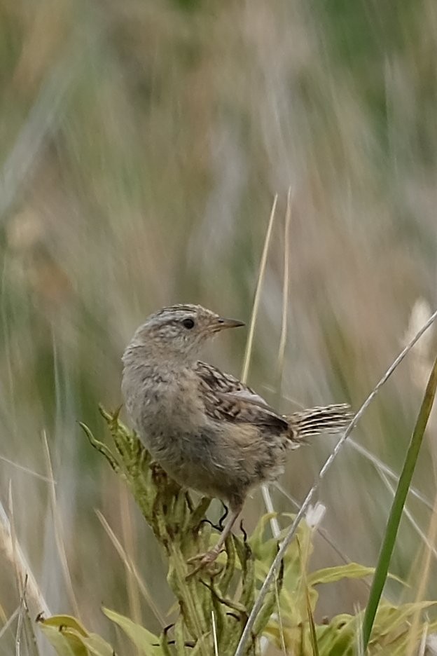 Grass Wren (Austral) - ML631599642