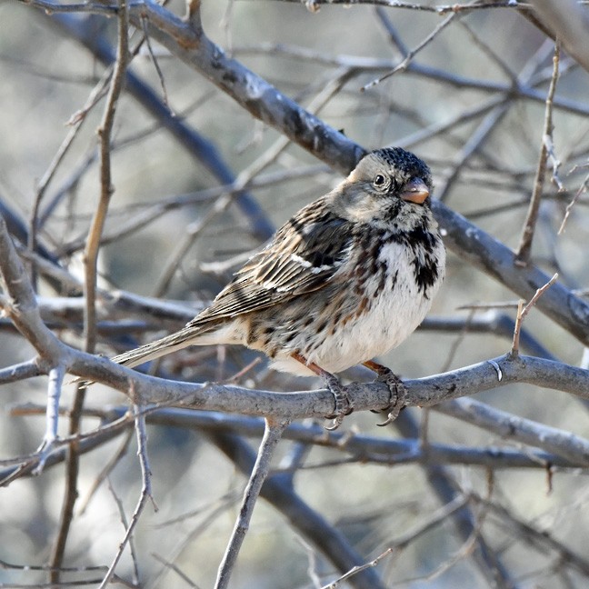 Harris's Sparrow - ML631600063