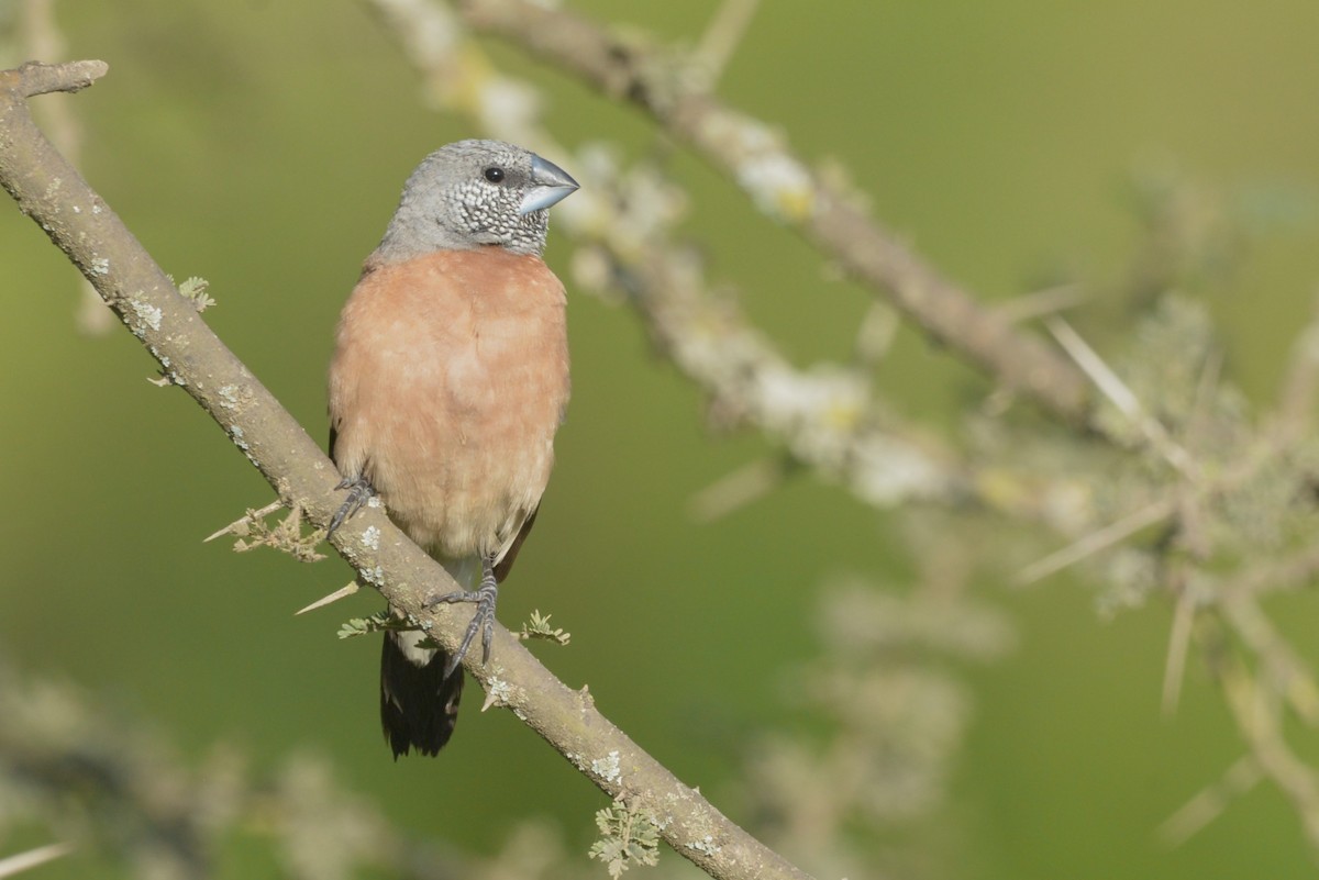 Gray-headed Silverbill - ML631600309