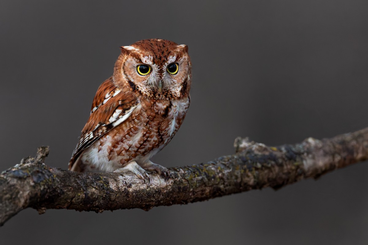 Eastern Screech-Owl - ML631600326