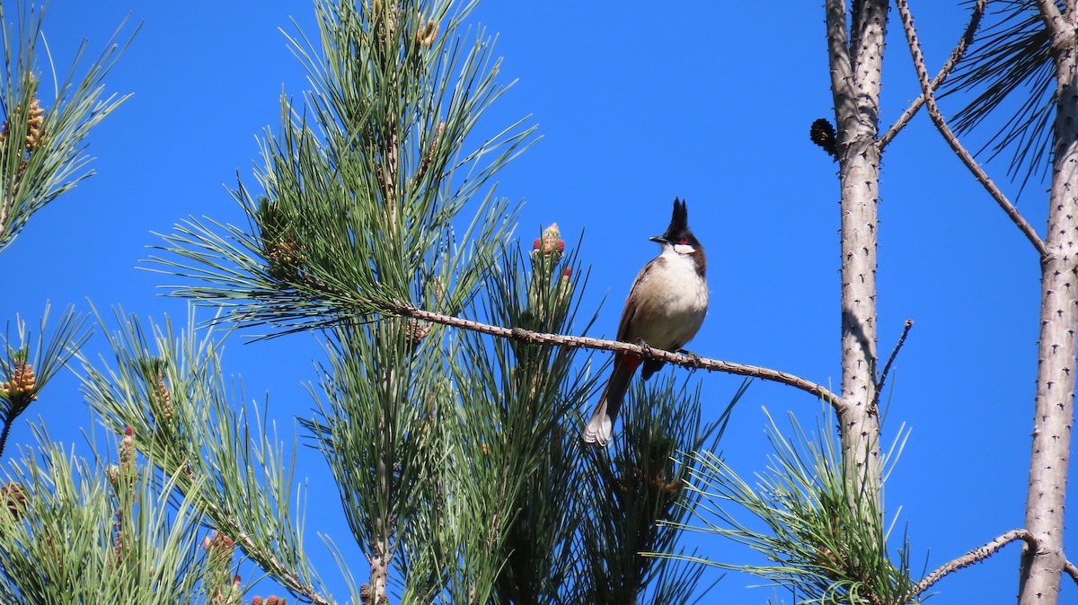 Red-whiskered Bulbul - ML631600339
