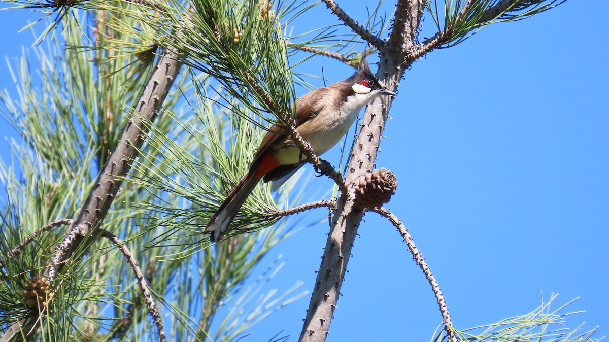 Red-whiskered Bulbul - ML631600346