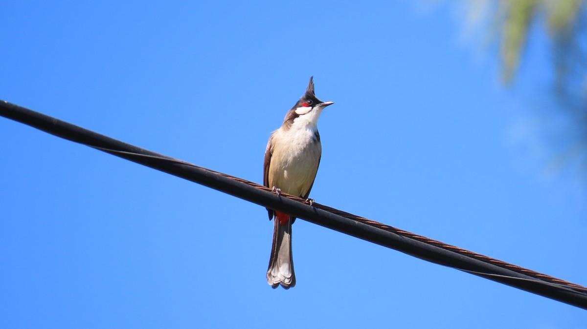 Red-whiskered Bulbul - ML631600356
