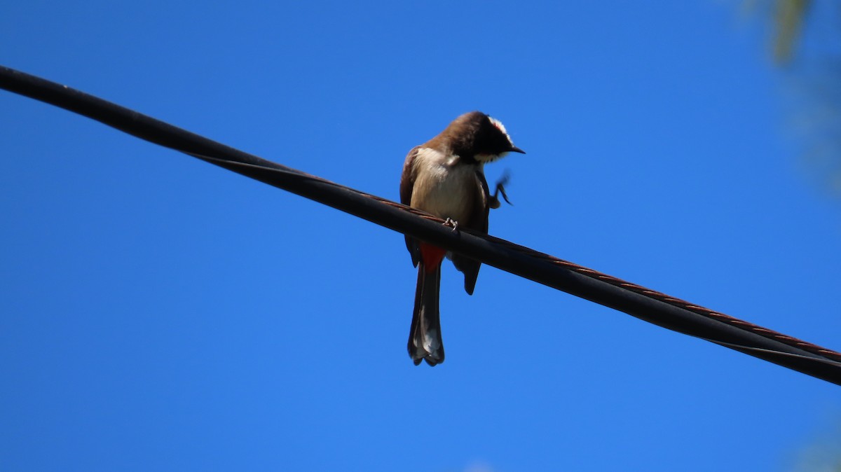 Red-whiskered Bulbul - ML631600359