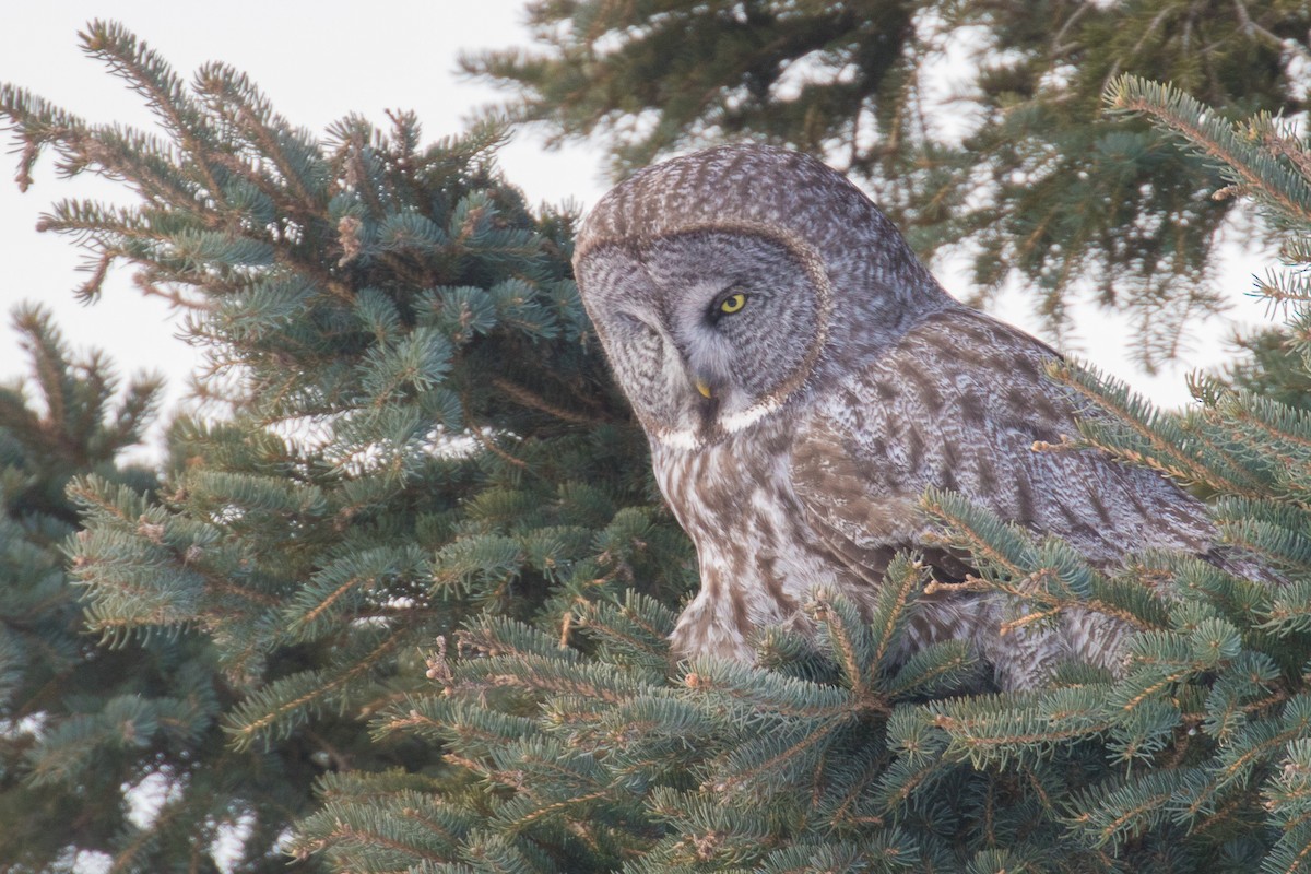 Great Gray Owl - ML631600411