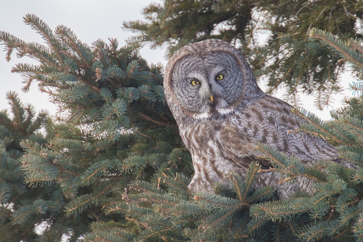 Great Gray Owl - ML631600412