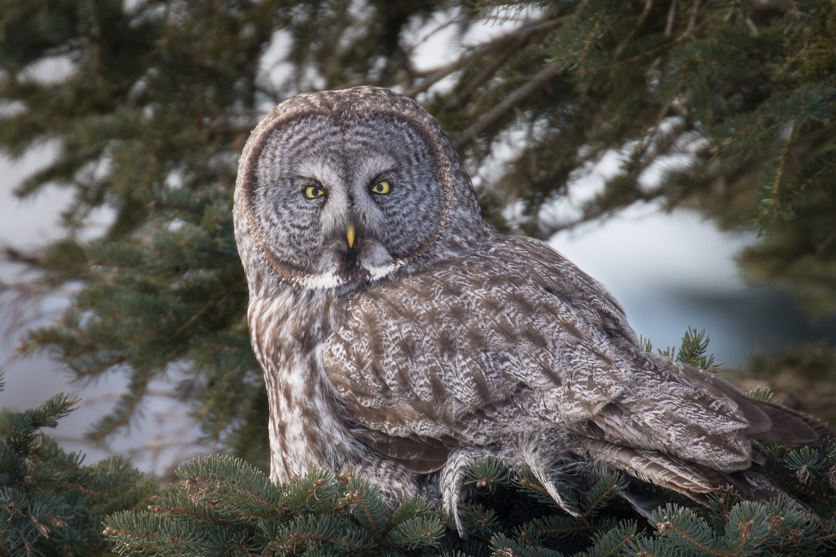 Great Gray Owl - ML631600414