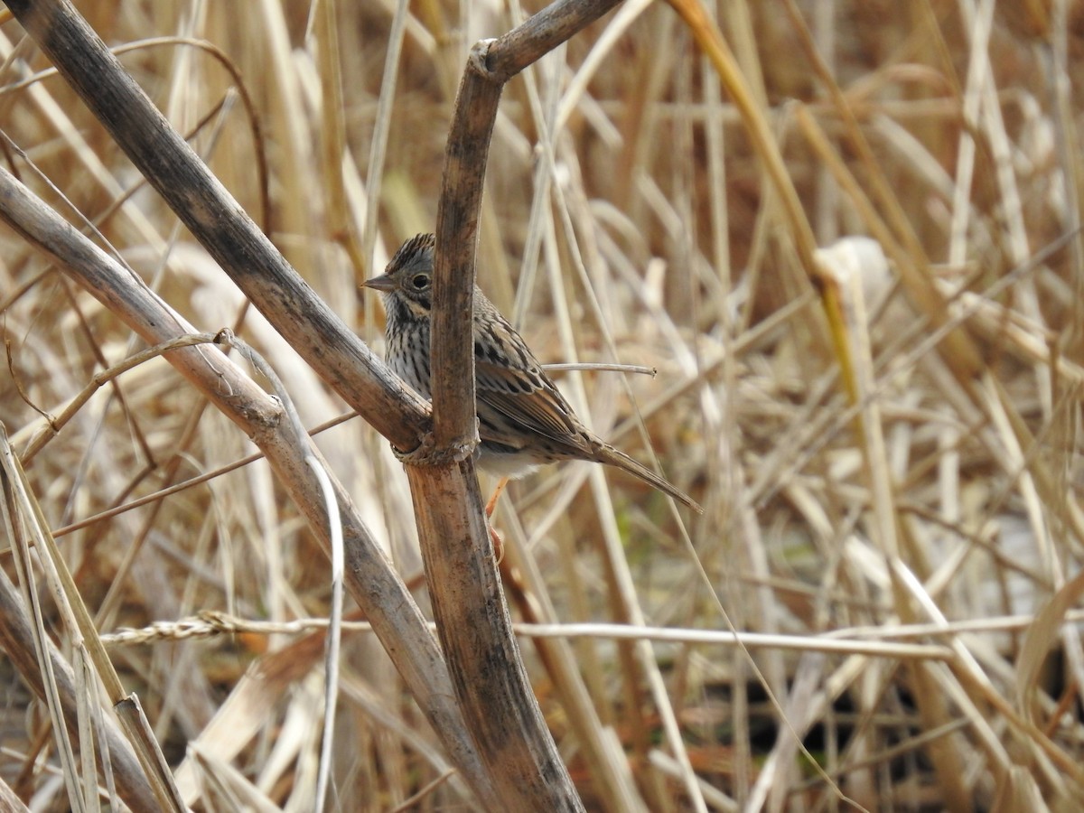 Lincoln's Sparrow - ML631600430