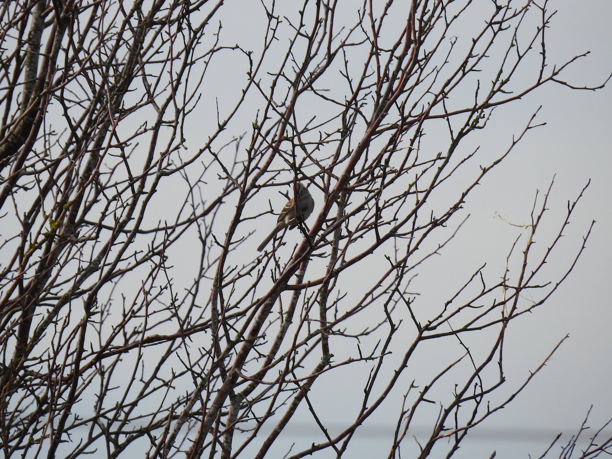 American Tree Sparrow - ML631600455