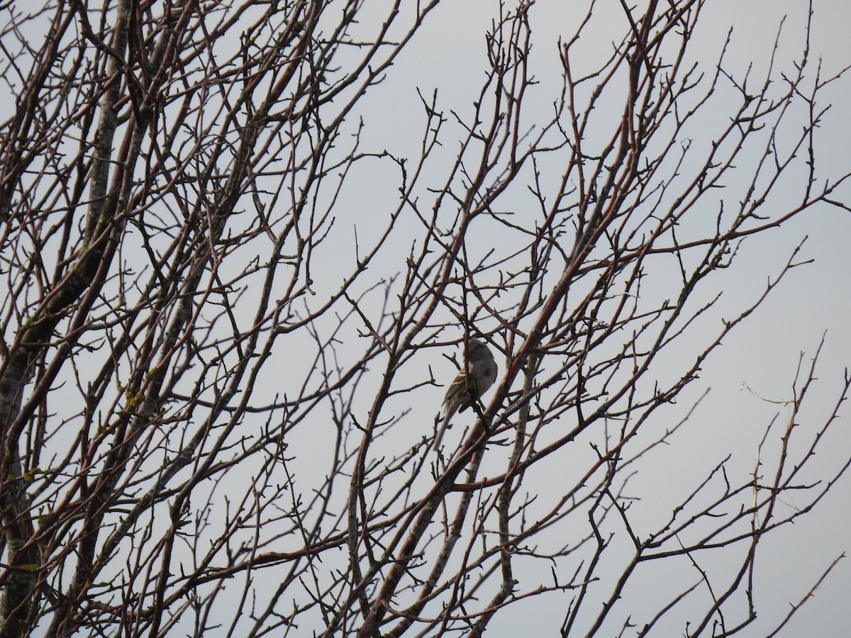 American Tree Sparrow - ML631600456