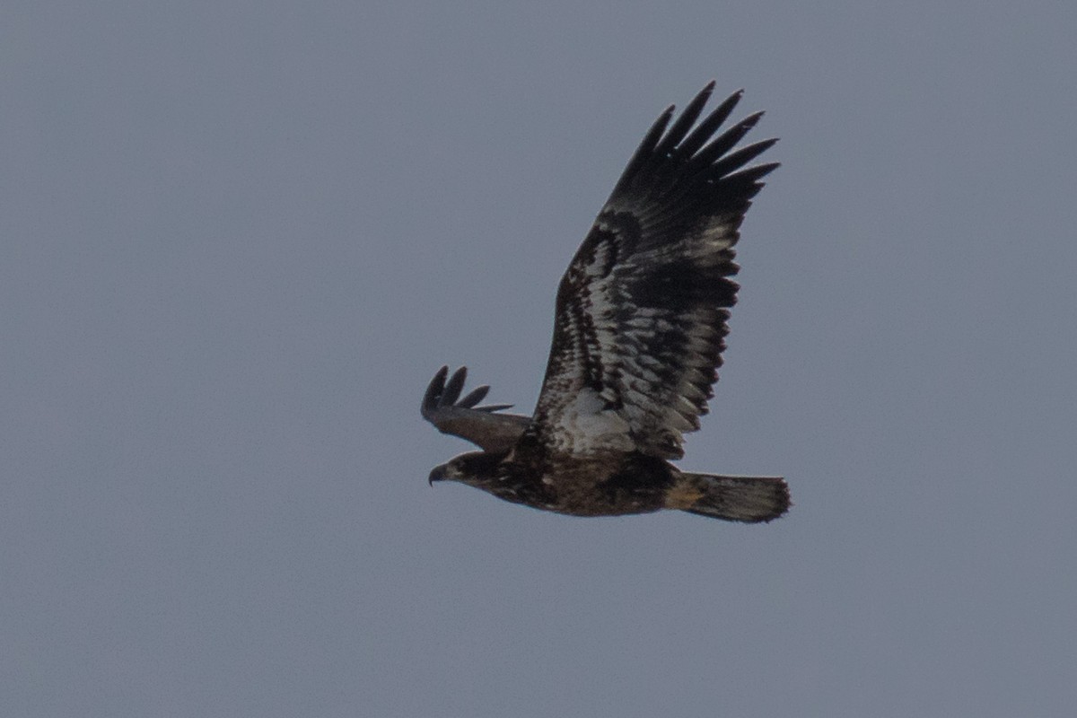 Bald Eagle - ML631600511