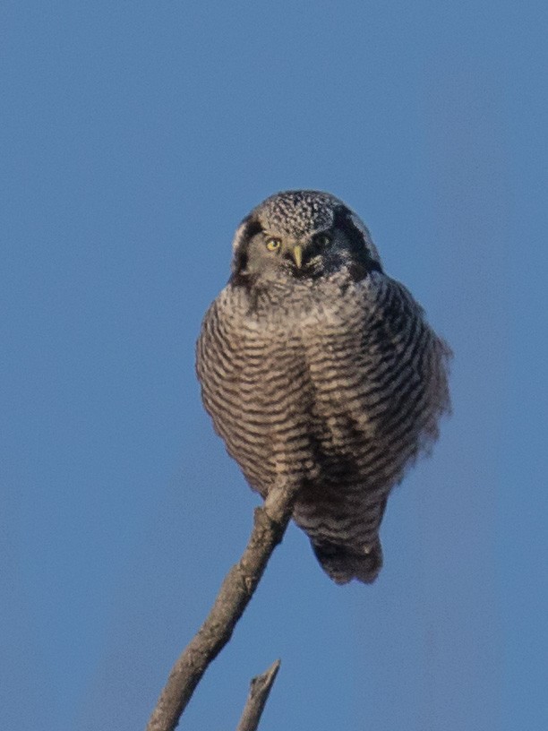 Northern Hawk Owl - ML631600540