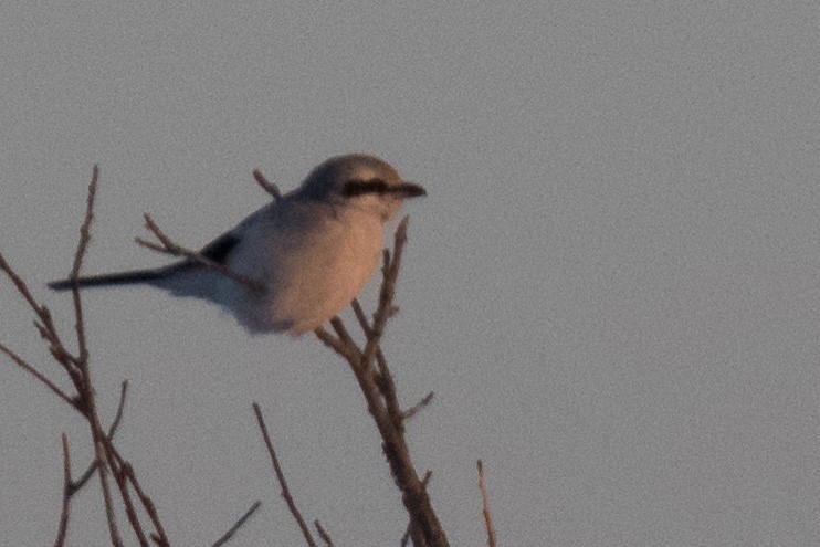 Northern Shrike - ML631600591