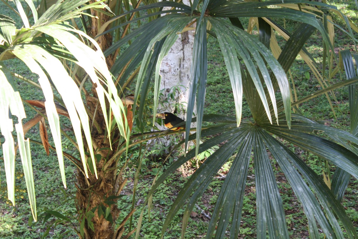 Collared Aracari - ML631600904