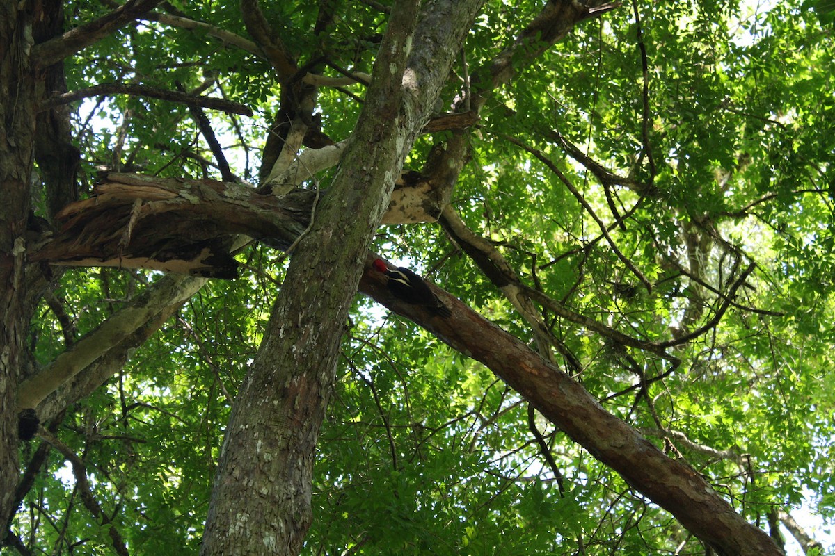 Pale-billed Woodpecker - ML631600916
