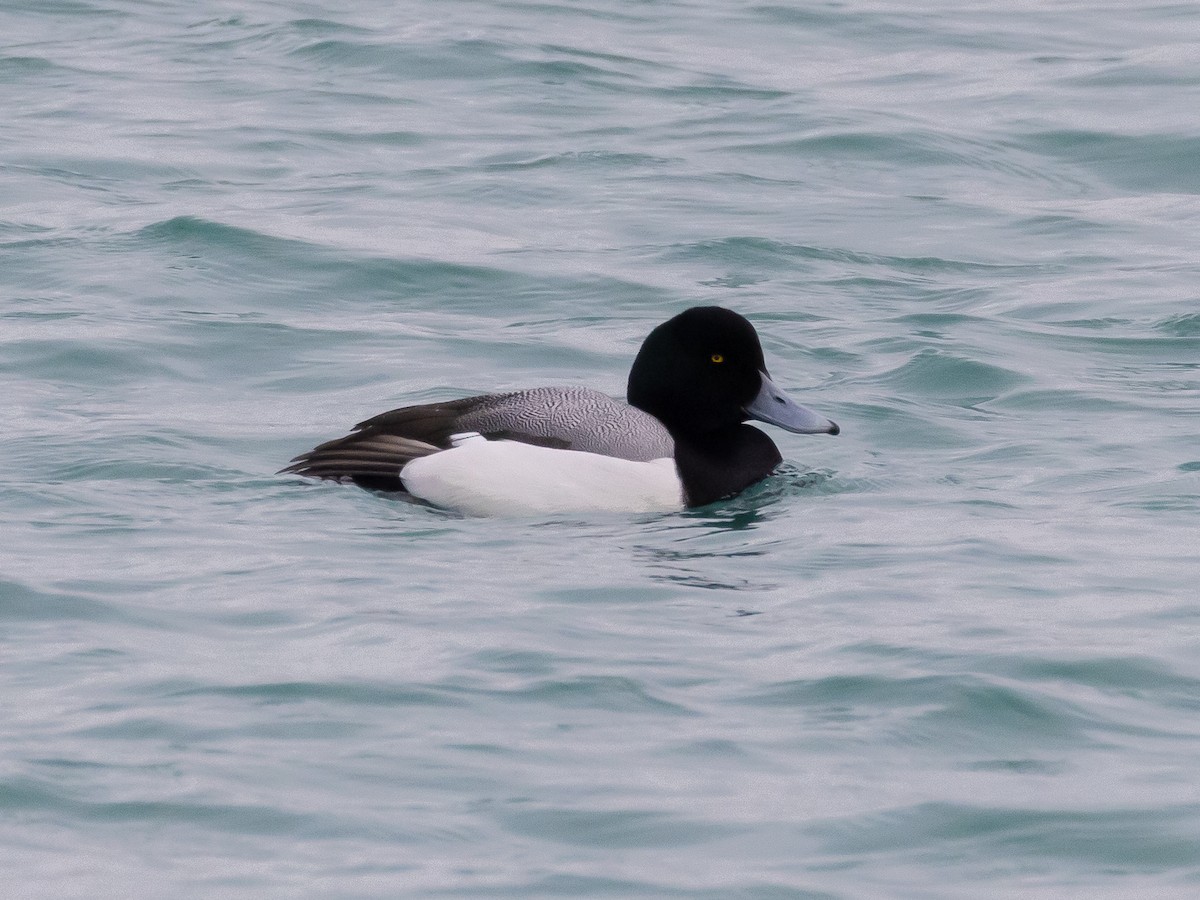 Greater Scaup - ML631601219