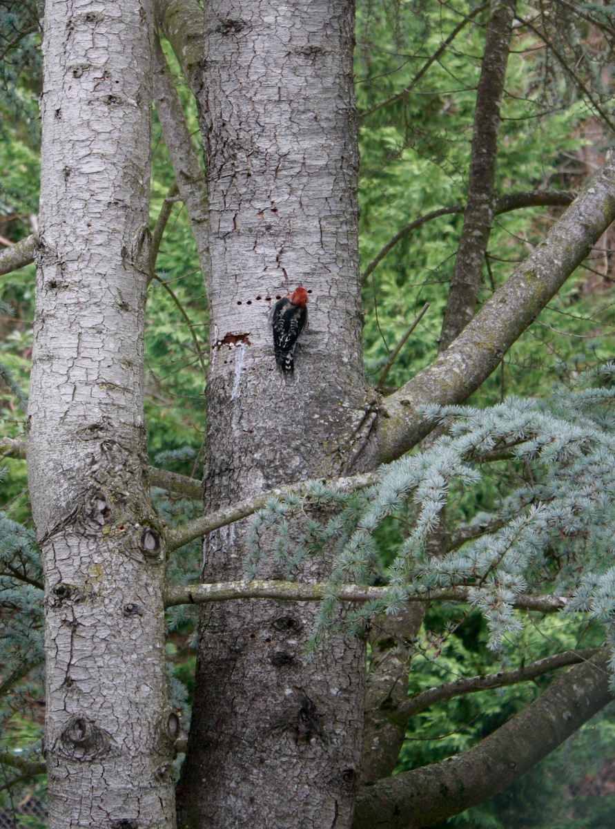 Red-breasted Sapsucker - ML631601404