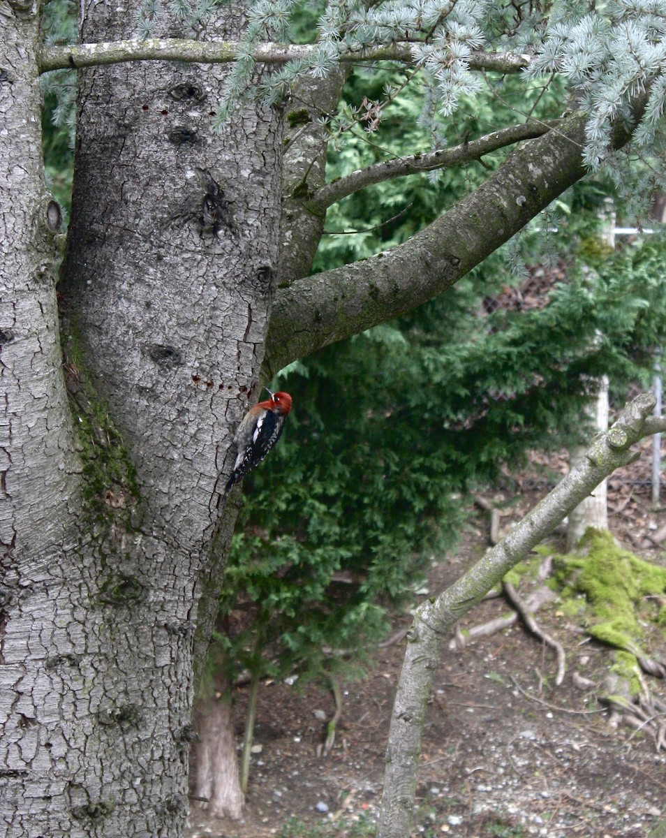 Red-breasted Sapsucker - ML631601405