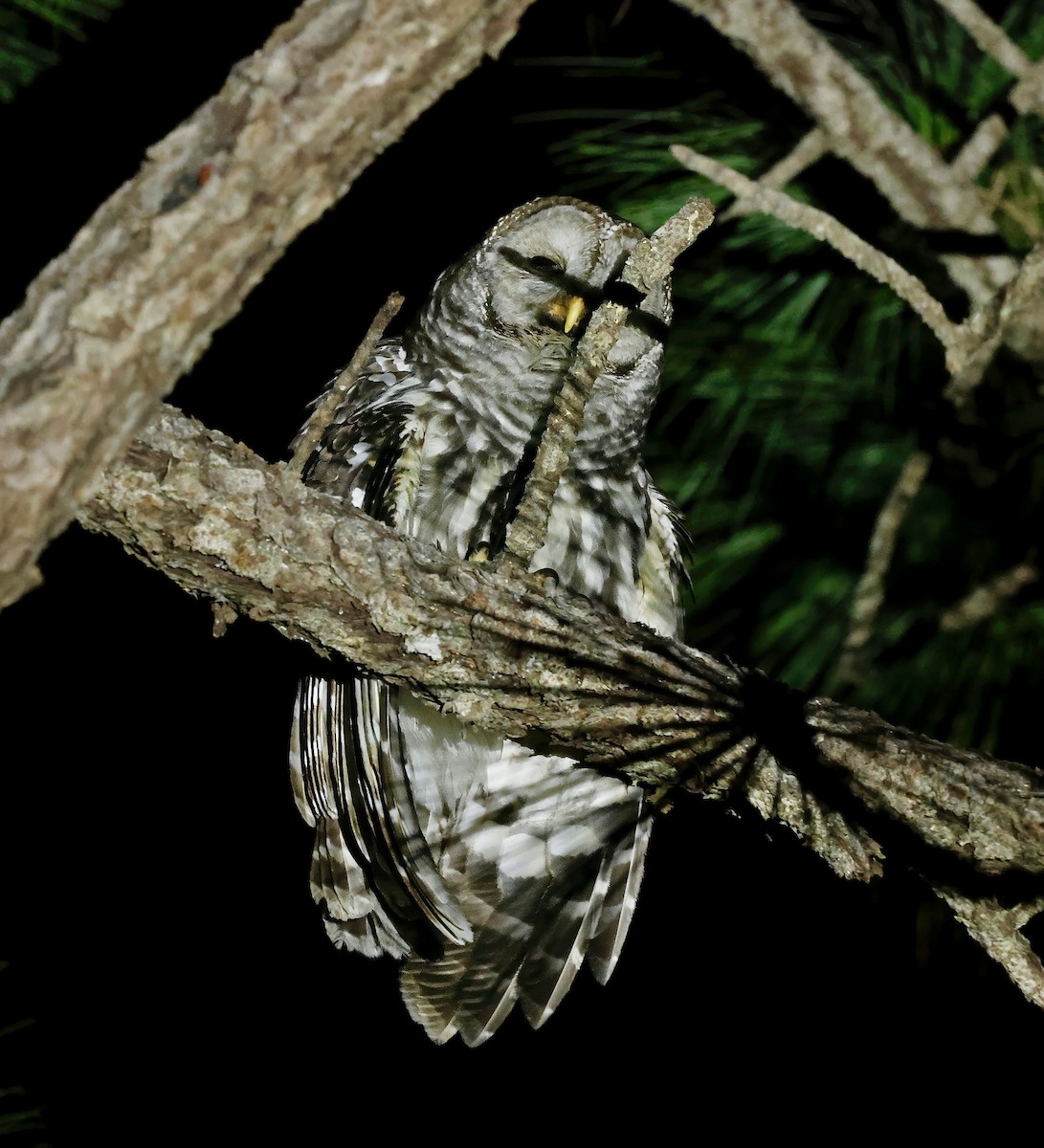 Cinereous Owl - ML631601789