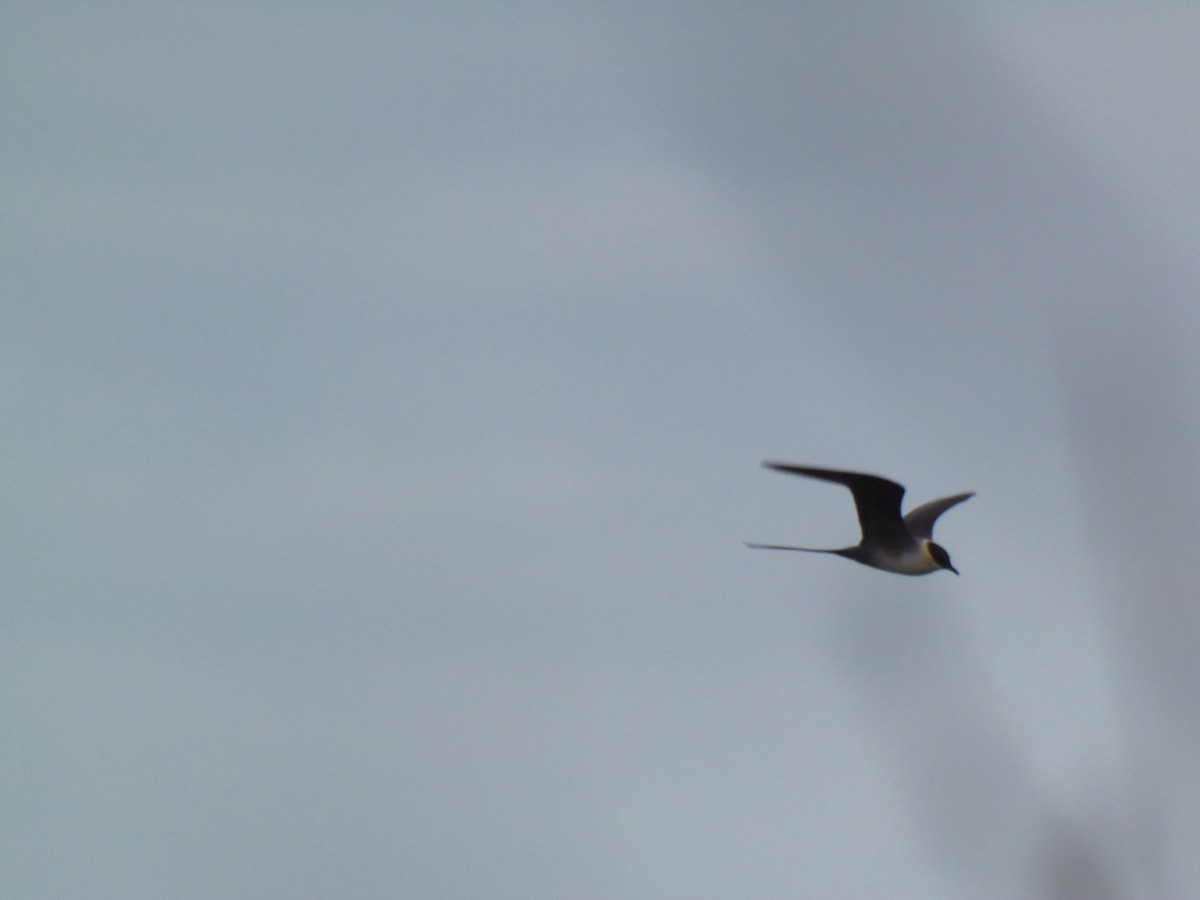 シロハラトウゾクカモメ - ML631601831