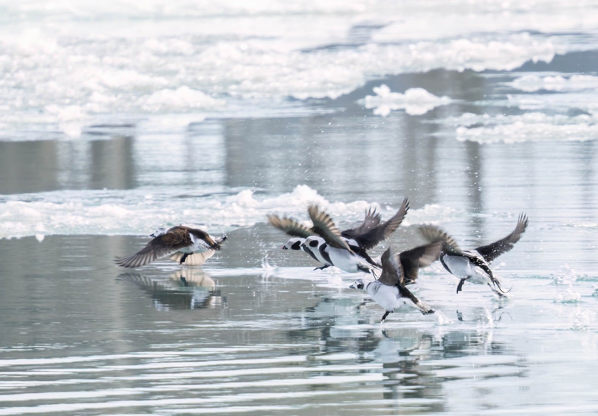 Long-tailed Duck - ML631601899
