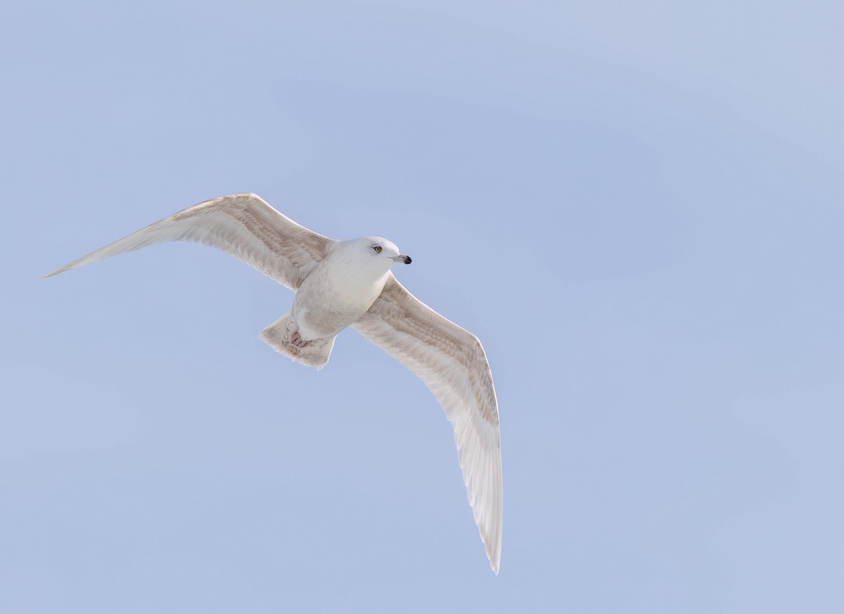 Iceland Gull - ML631601901