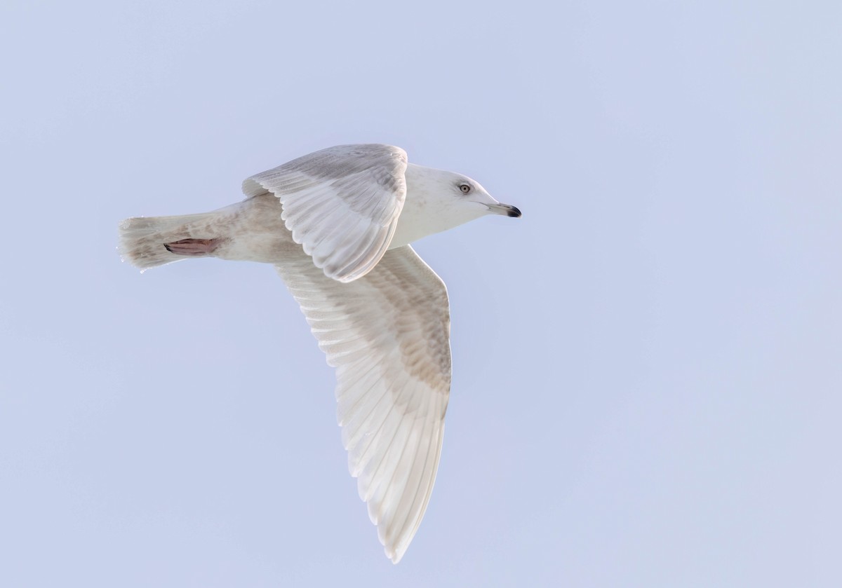 Iceland Gull - ML631601902