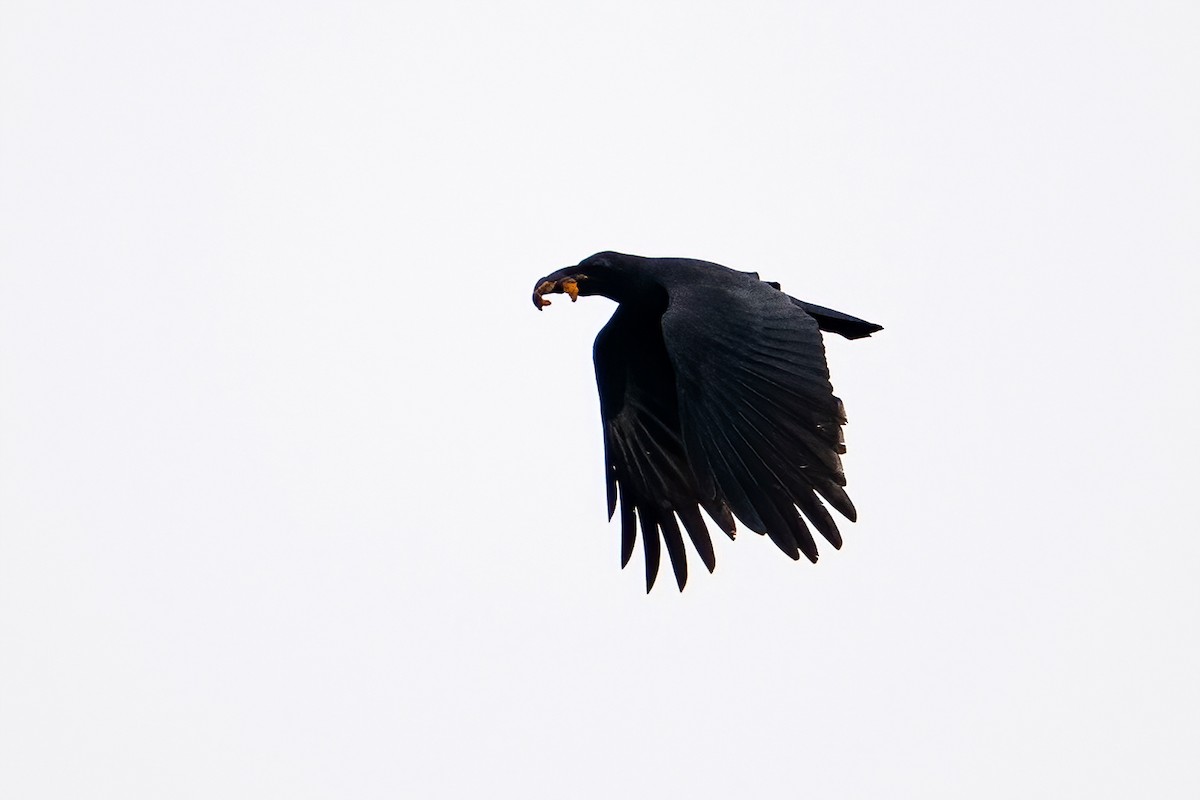 Sulawesi Crow - ML631601974