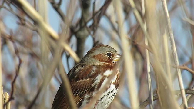 Fox Sparrow (Red) - ML631602279