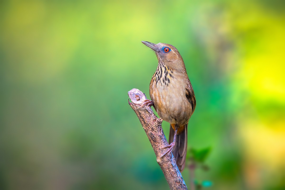 Spot-breasted Laughingthrush - ML631602340